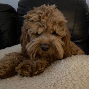 Meet your Posher, Celeste